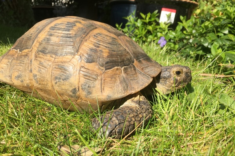 World Tortoise and Turtle Day Research from the Royal Veterinary